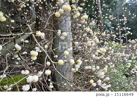 ミツマタの花(埼玉県東秩父村) ミツマタの花(埼玉県東秩父村) 15116649