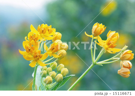 夏の朝のアスクレピアス 15116671