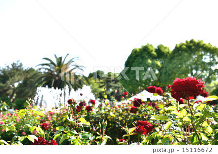 薔薇 15116672