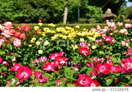 薔薇 薔薇 15116676