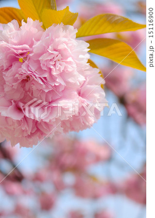 八重桜 八重桜 15116900