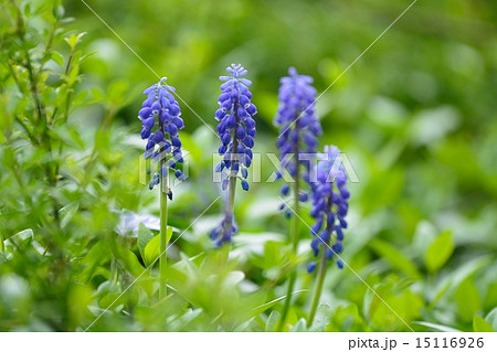 ムスカリ 15116926