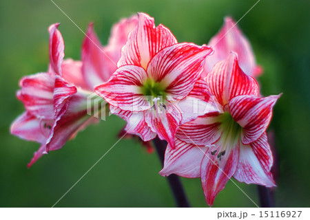 アマリリス 15116927