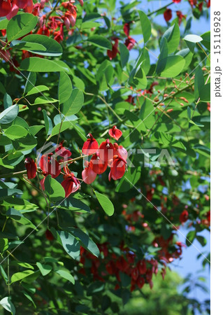 アメリカデイゴ　和名は海紅豆(かいこうず) 15116928