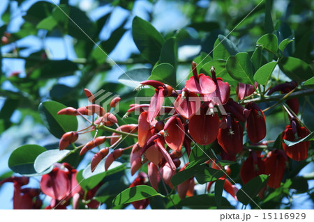 アメリカデイゴ　和名は海紅豆(かいこうず) 15116929