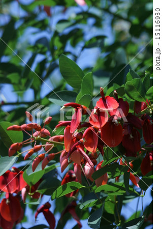 アメリカデイゴ　和名は海紅豆(かいこうず) 15116930