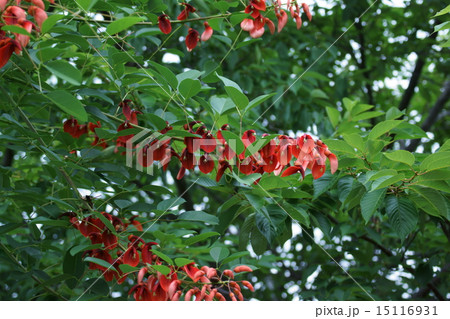 アメリカデイゴ　和名は海紅豆(かいこうず) 15116931