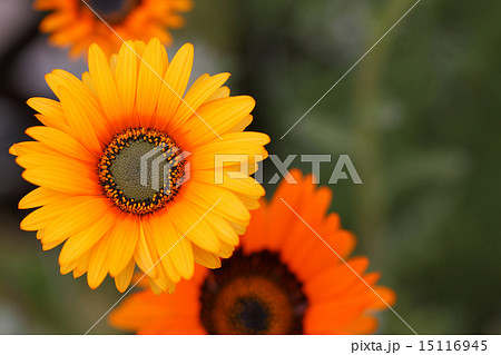 ベニジュームの花 15116945