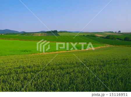 上富良野町 千望峠　畑風景 15116951