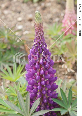 ルビナス　01 15116954