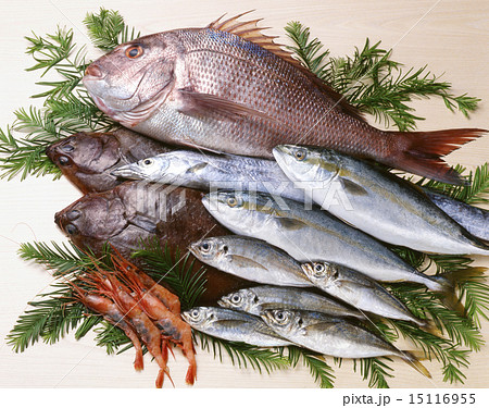 鮮魚集合 15116955