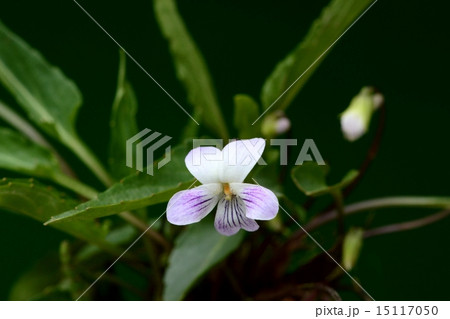 アリアケスミレ アリアケスミレ 15117050