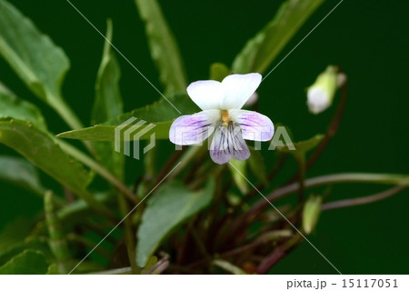 アリアケスミレ アリアケスミレ 15117051