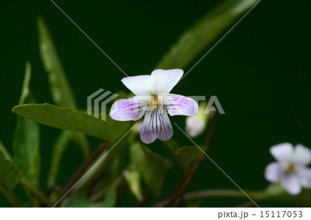 アリアケスミレ アリアケスミレ 15117053