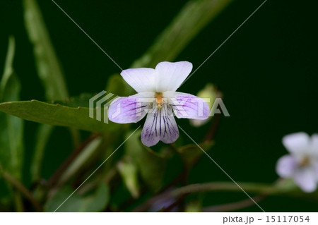 アリアケスミレ アリアケスミレ 15117054