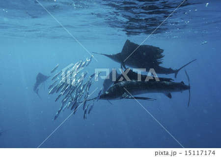 イワシを襲うバショウカジキ 15117174