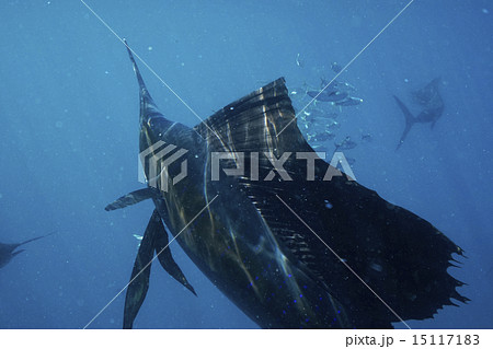 イワシを襲うバショウカジキ イワシを襲うバショウカジキ 15117183
