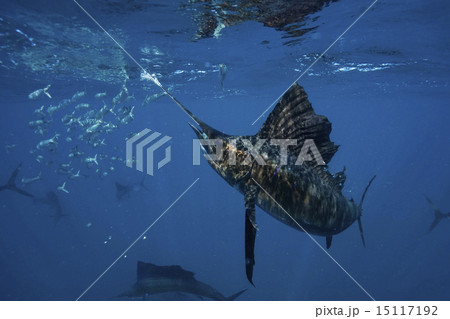 イワシを襲うバショウカジキ 15117192