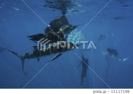 イワシを襲うバショウカジキ イワシを襲うバショウカジキ 15117196