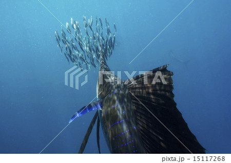 イワシを襲うバショウカジキ イワシを襲うバショウカジキ 15117268