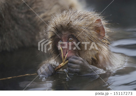 温泉に入るニホンザル 15117273