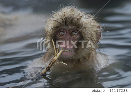 温泉に入るニホンザル 15117288