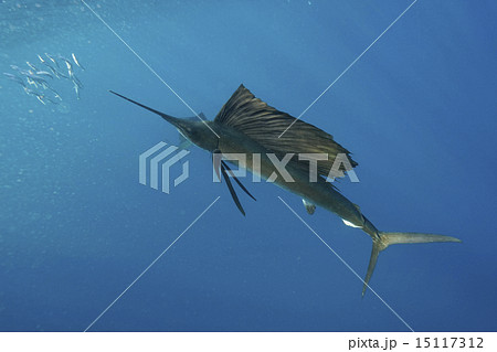 イワシを襲うバショウカジキ 15117312