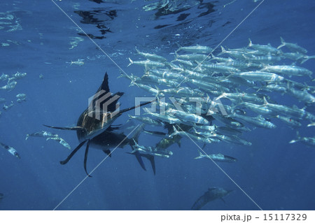 イワシを襲うバショウカジキ 15117329
