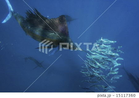 イワシを襲うバショウカジキ 15117360