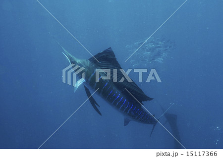 イワシを襲うバショウカジキ 15117366