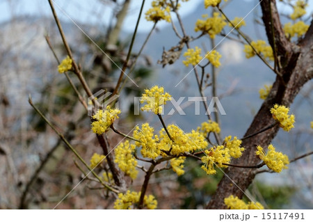 サンシュユ 15117491