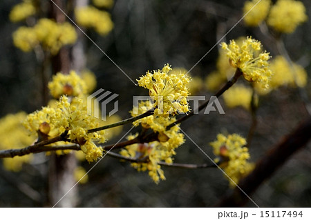 サンシュユ 15117494