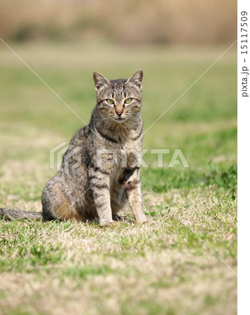 原っぱの猫 原っぱの猫 15117509