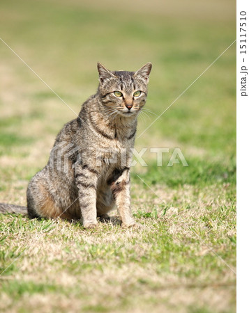 原っぱの猫 原っぱの猫 15117510