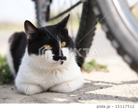 自転車の影で休む猫 15117512