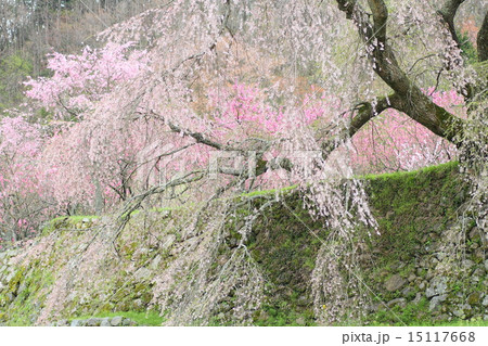 大宇陀 又兵衛桜 大宇陀 又兵衛桜 15117668