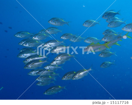 ノコギリダイ群れ 15117716