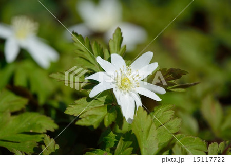 キクザキイチゲ キクザキイチゲ 15117722