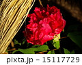 鎌倉ぼたん庭園 15117729