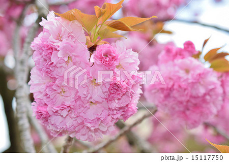 八重桜 関山の写真素材