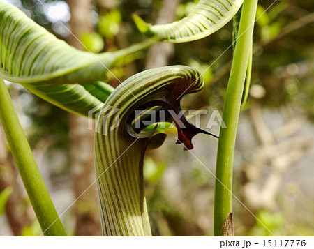 ムサシアブミの花 ムサシアブミの花 15117776