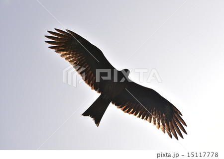 トンビのシルエット001の写真素材 [15117778] - PIXTA