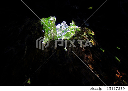 屋久島　ウィルソン株　ハート 15117839