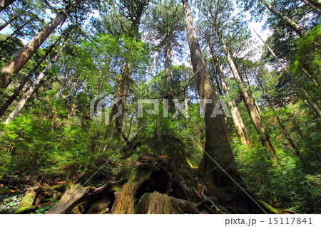 屋久島 ウィルソン株 屋久島 ウィルソン株 15117841