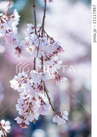 枝垂れ桜 15117867