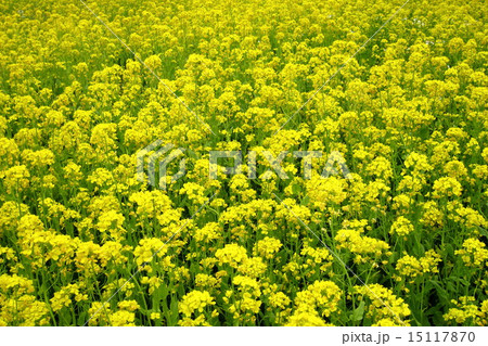菜の花広がる風景 15117870
