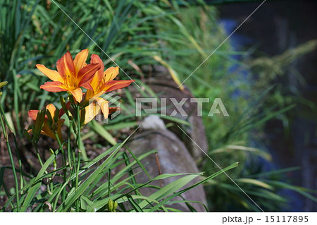野萱草のかんぞう　ワスレグサと呼ばれています。 15117895