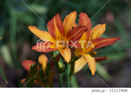 野萱草のかんぞう　ワスレグサと呼ばれています。 15117896