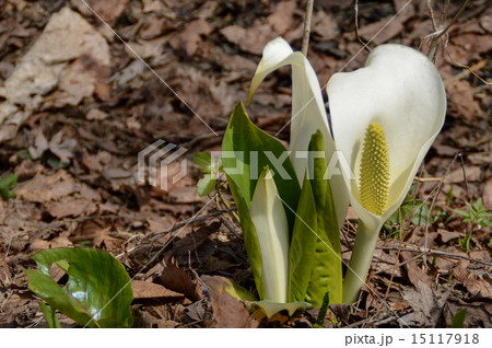 水芭蕉 水芭蕉 15117918