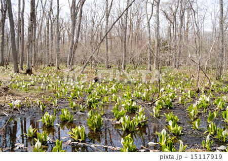 水芭蕉 水芭蕉 15117919